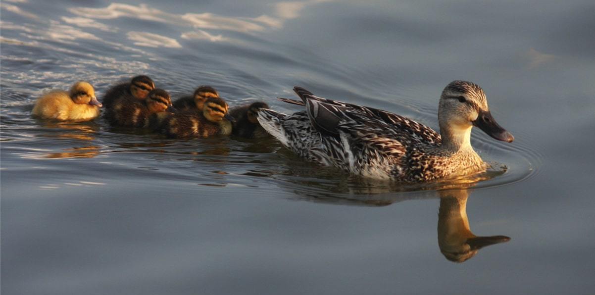 organise your online content like ducks in a row